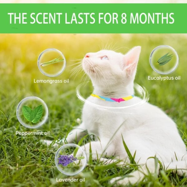 Cat Collars - Image 5